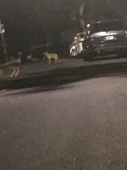 Canis latrans