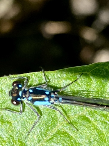 iNaturalist observation photo of Pacific Forktail