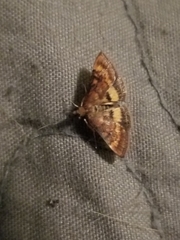 Pyrausta californicalis