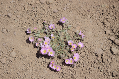 Montiopsis potentilloides