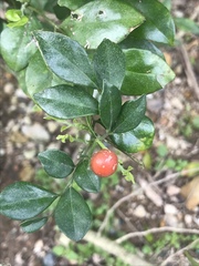 Ilex pubescens