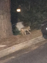 Canis latrans