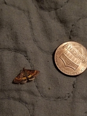 Pyrausta californicalis