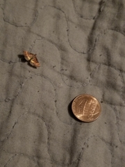 Pyrausta californicalis