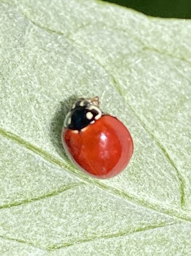 iNaturalist observation photo of Spotless Lady Beetle