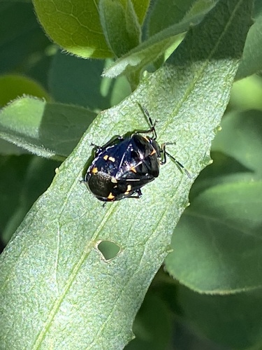 iNaturalist observation photo of Harlequin Bug