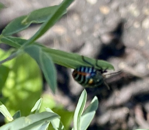 iNaturalist observation photo of Harlequin Bug