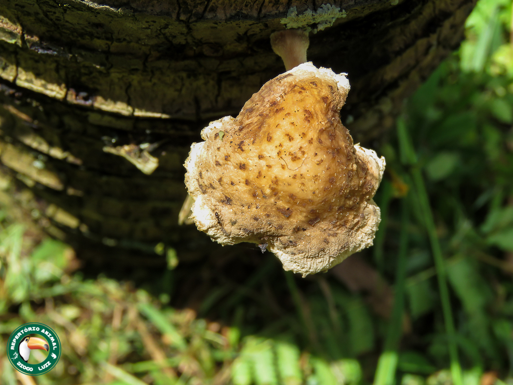 Oudemansiella cubensis · February 2024 · photo: © diogoluiz (iNaturalist, cc-by)