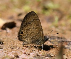 Prosotas nora ardates