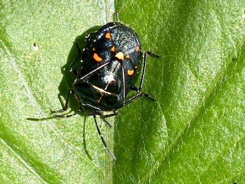 iNaturalist observation photo of Harlequin Bug