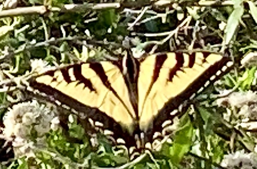 iNaturalist observation photo of Western Tiger Swallowtail