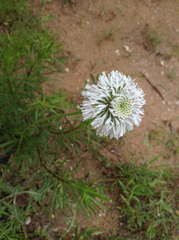 Marshallia caespitosa