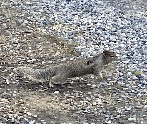 iNaturalist observation photo of California Ground Squirrel