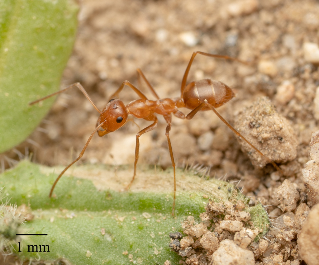 Kennedy’s honeypot ant