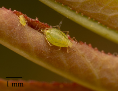 Myzus persicae
