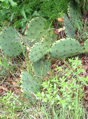 Opuntia × occidentalis