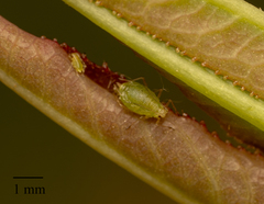 Myzus persicae