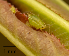 Myzus persicae