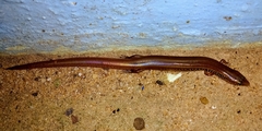 Riopa albopunctata