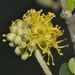 Cephalocrotonopsis socotranus - Photo (c) James Bailey,  זכויות יוצרים חלקיות (CC BY-NC), הועלה על ידי James Bailey