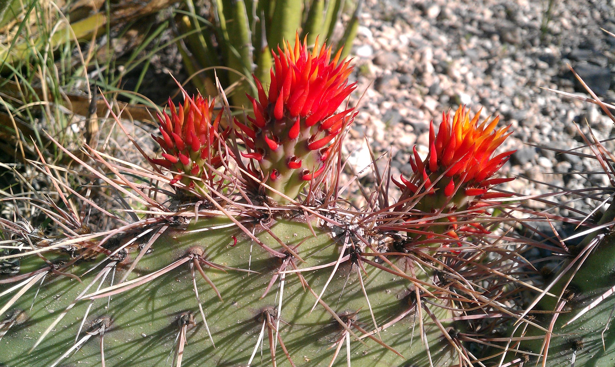 Opuntia stenopetala