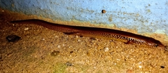 Riopa albopunctata