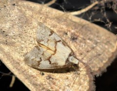 Philenora chionastis