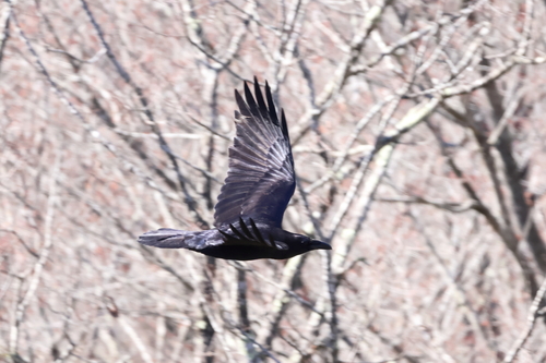 Common Raven photographed in West Virginia