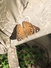 Asterocampa celtis