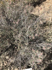 Calliandra eriophylla