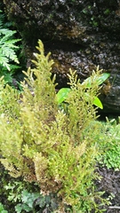 Selaginella aristata