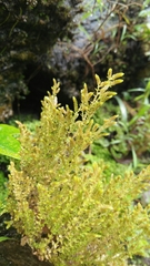 Selaginella aristata
