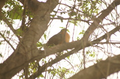 Morococcyx erythropygus