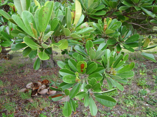 Abebaia dissecta (Abebaia dissecta)