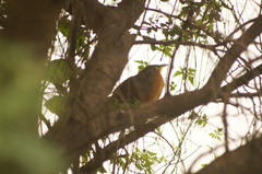 Morococcyx erythropygus