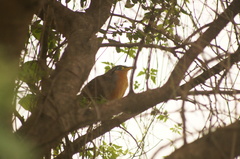 Morococcyx erythropygus