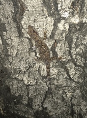 Hemidactylus mabouia