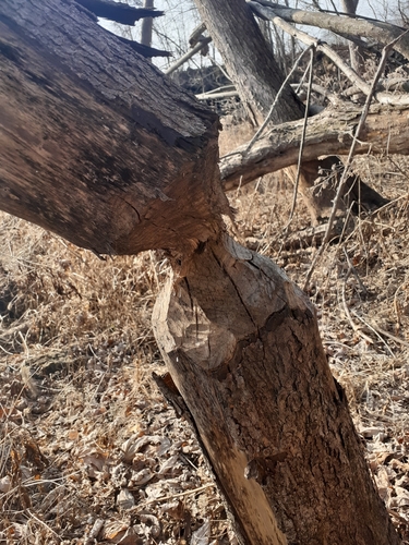 American Beaver photographed in Iowa
