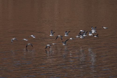 Ring-billed Gull photographed in West Virginia