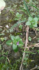 Stemodia verticillata