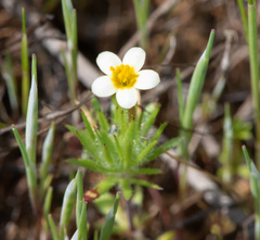 Leptosiphon parviflorus