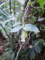 Fieldia australis