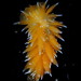 Golden Dirona - Photo (c) Jeff Goddard, some rights reserved (CC BY-NC), uploaded by Jeff Goddard