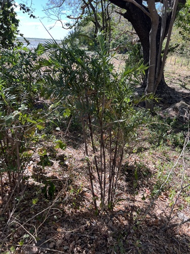 Bactris guineensis, photograph 3