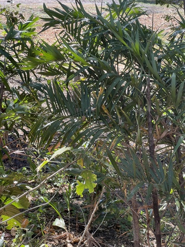 Bactris guineensis, photograph 2