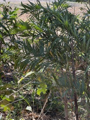 Bactris guineensis image