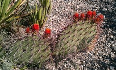 Opuntia stenopetala