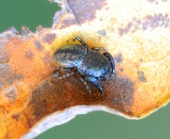 Sassacus cyaneus