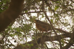 Morococcyx erythropygus