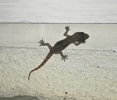 Hemidactylus angulatus